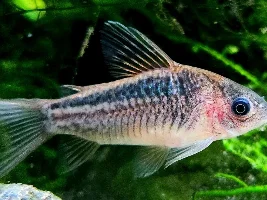 Need help with fish eggs