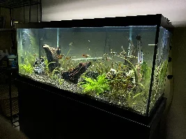 DaScotty's 75 Gallon Planted!