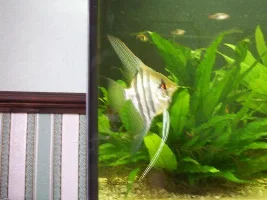 Congo tetras I bought yesterday
