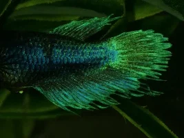 Betta Disease Identification Help???
