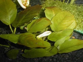Brown Algae On Just My Anubias?