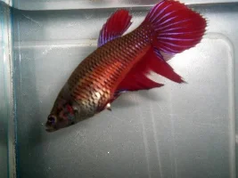 Help Is This A Female Vt?