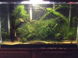 29g tank - not that happy...