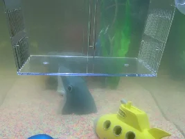 Yellow guppy being attacked by other guppies