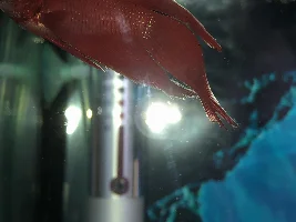Need Betta Help