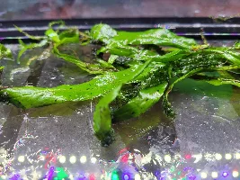 Hard algae?