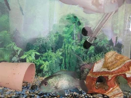 Help just rescued two electric blue acaras