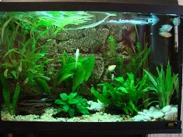 My Community Tank