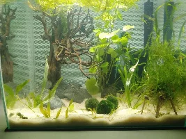 10 gallon betta tank
