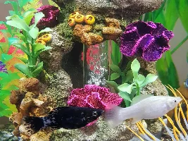 New to Fish Cycling- Please Help