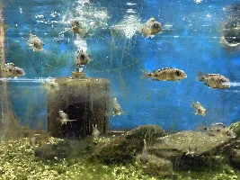 A Visit to My Local Fish Store