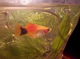 Is My Fish Pregnant??