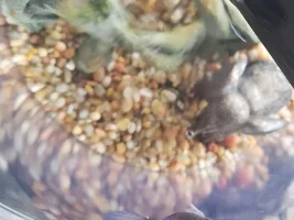 Help for Betta- His Name is Trooper