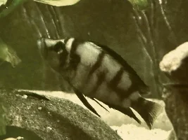 Lake Tanganyika Tank