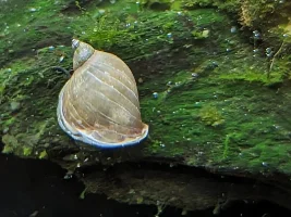 Is this a bladder snail?