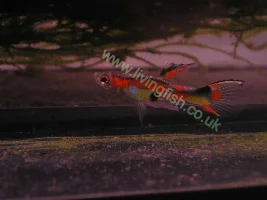 New Photo's Of Guppies