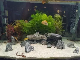 22 gallon community tank