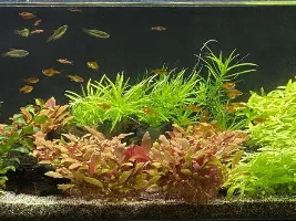 A tale of 4 tanks