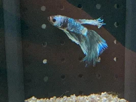 Lethargic betta, cause unknown