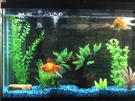 FishForums.net January 2019 Tank of the Month Contest