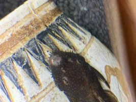 Disease/fungus identification
