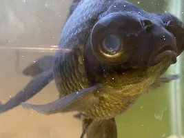 Goldfish Cloudy Eye & Ammonia Poisoning??