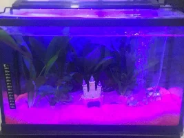 Best way to transfer fish to another tank