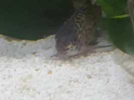 Help with my Corydora catfish!