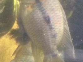 Pair Of Krobia Xinguensis [Redhill, Rh1]