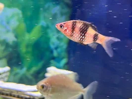Ruby tiger barb