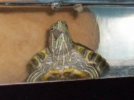 Webster,my red ear slider