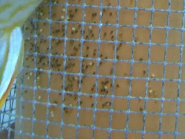 Breeding My Discus