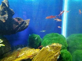 10 Gallon With Malaysia Driftwood