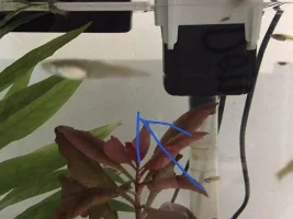 My Guppy population is decimated, please help!