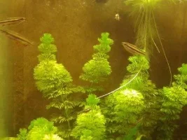 Mini fish room