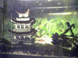 ugliest fish tank