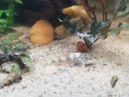 Does anyone else's Clown Pleco change color?