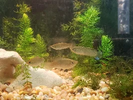 I caught wild sailfin mollies