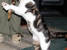 Tabby Terror