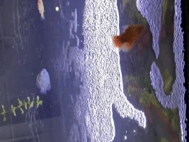 Excess air bubbles on surface of tank, please help!