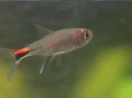Need Help With The Name Of This Fish