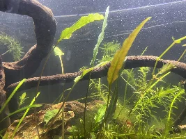 Aquascaper 20g