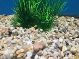egg sacks in the water after Prazi Pro ?