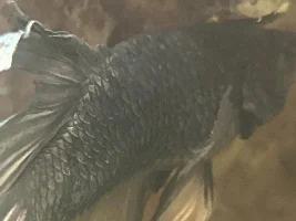 Need help with my Betta