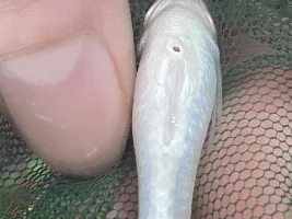 Platy with red bum