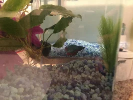 Nano tank betta gift - help!