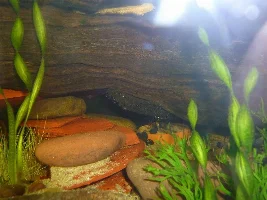 My 72 Gallon Bowfront Aquarium. Planted. Community.