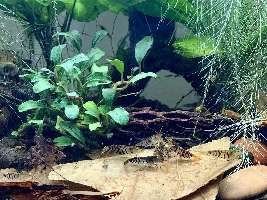 Newest Additions - my first Caridina