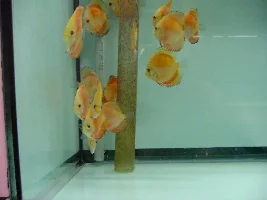 Some of my discus