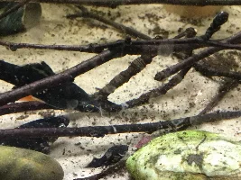 The Dead Shrimp Feast